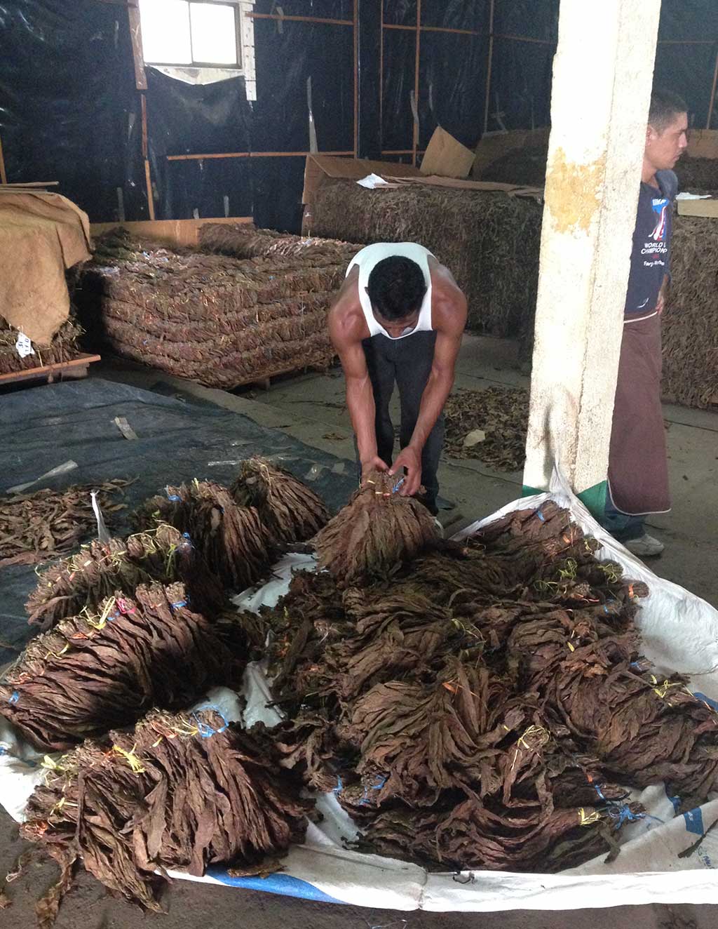 nicaragua-cigar-factory-leaf-preperation-3