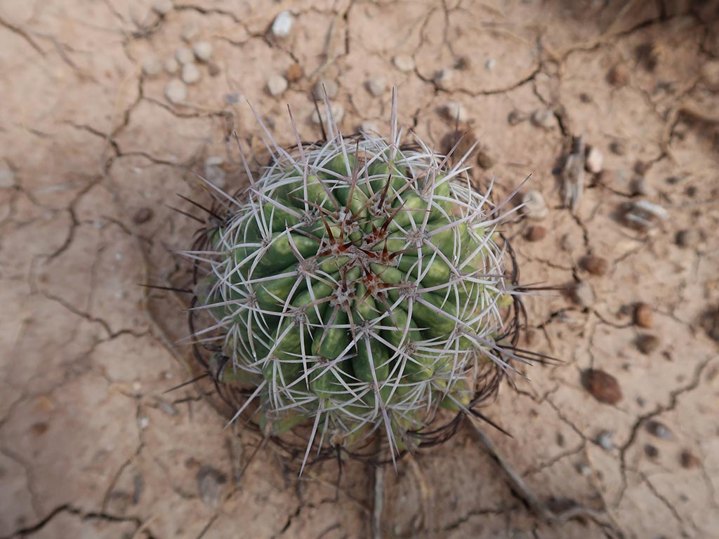 desierto de la tatacoa