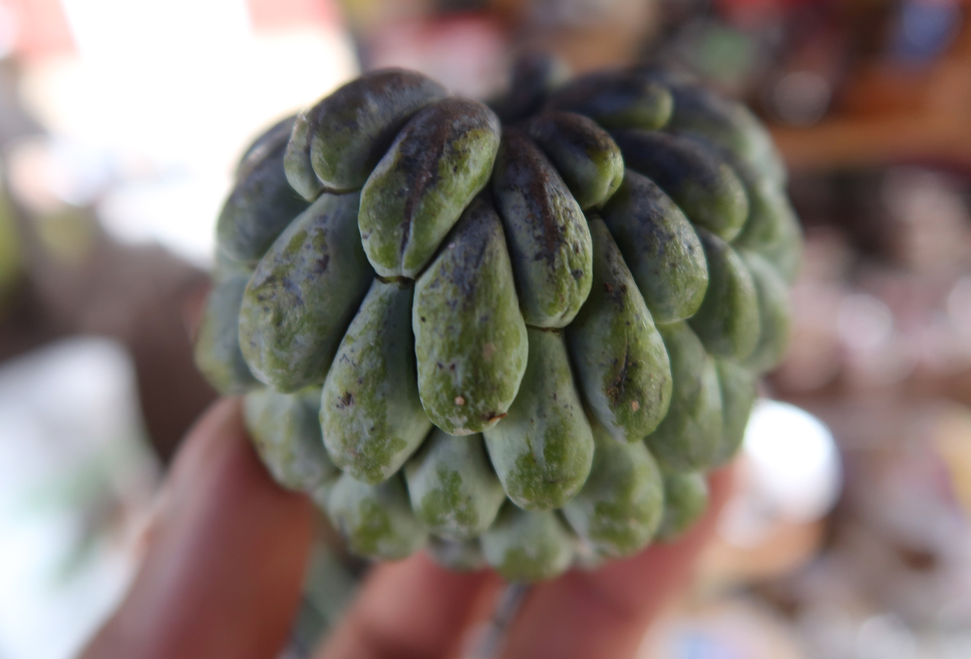 colombian fruits annona