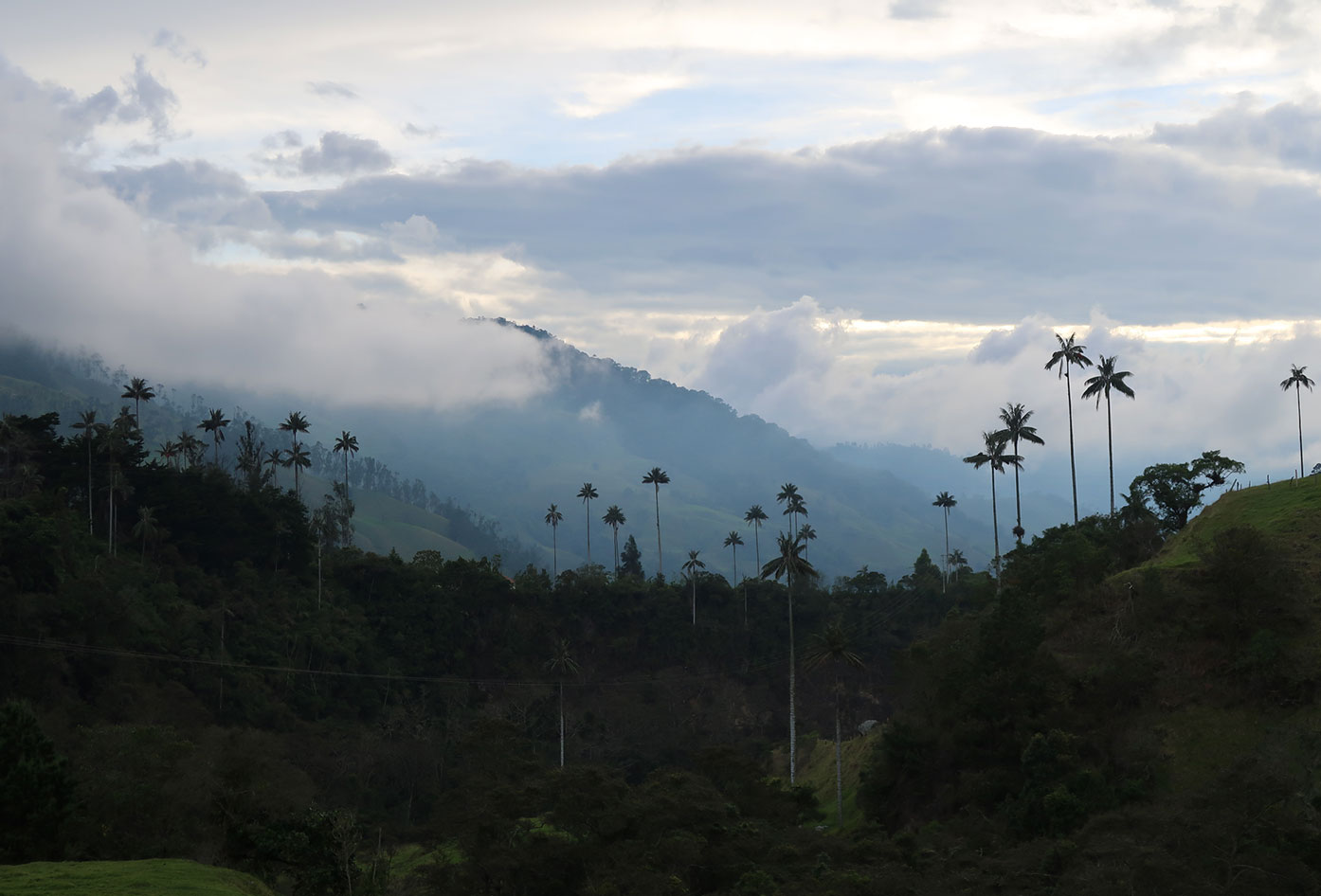 colombia coffee region cocora valley