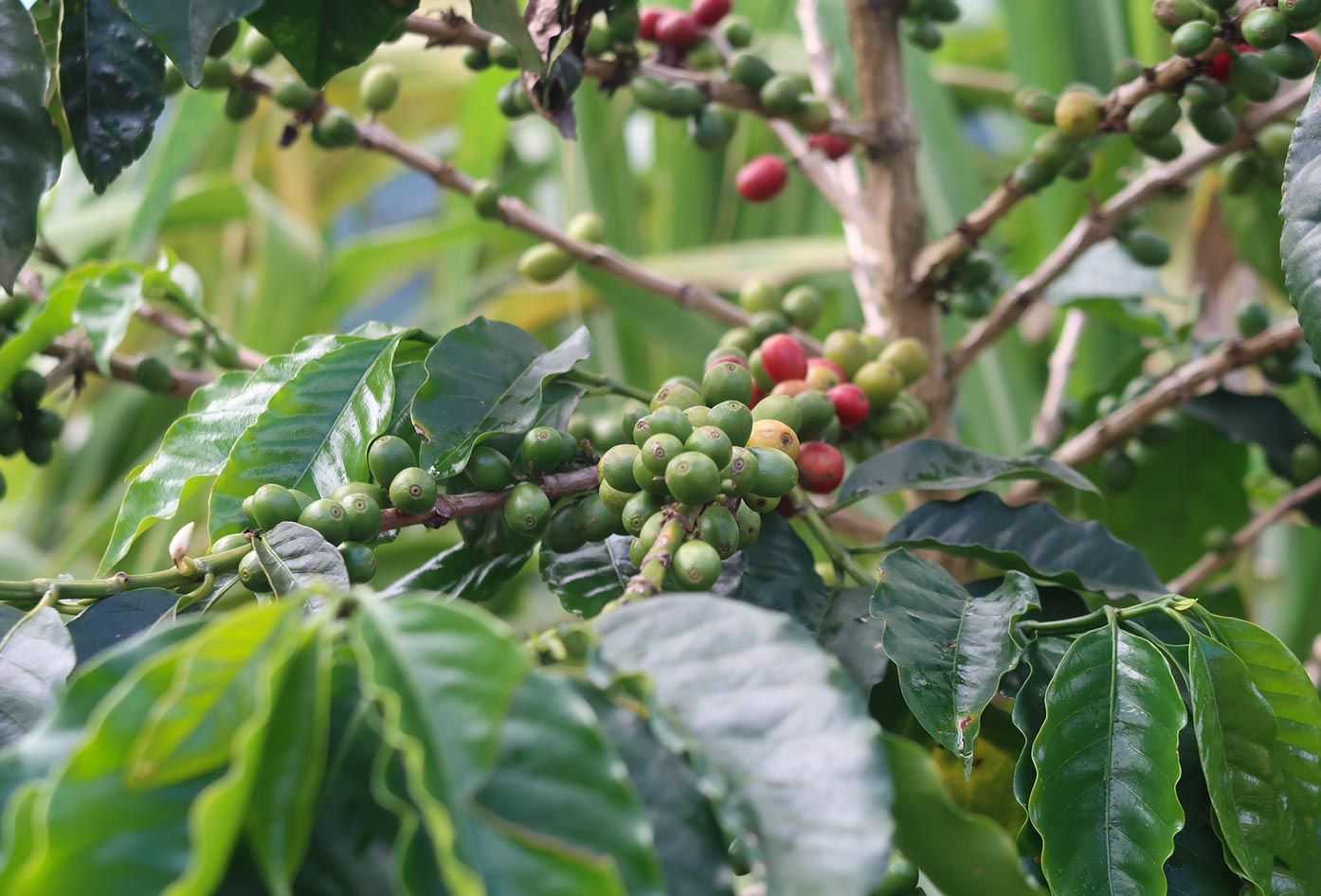 colombia coffee region guide