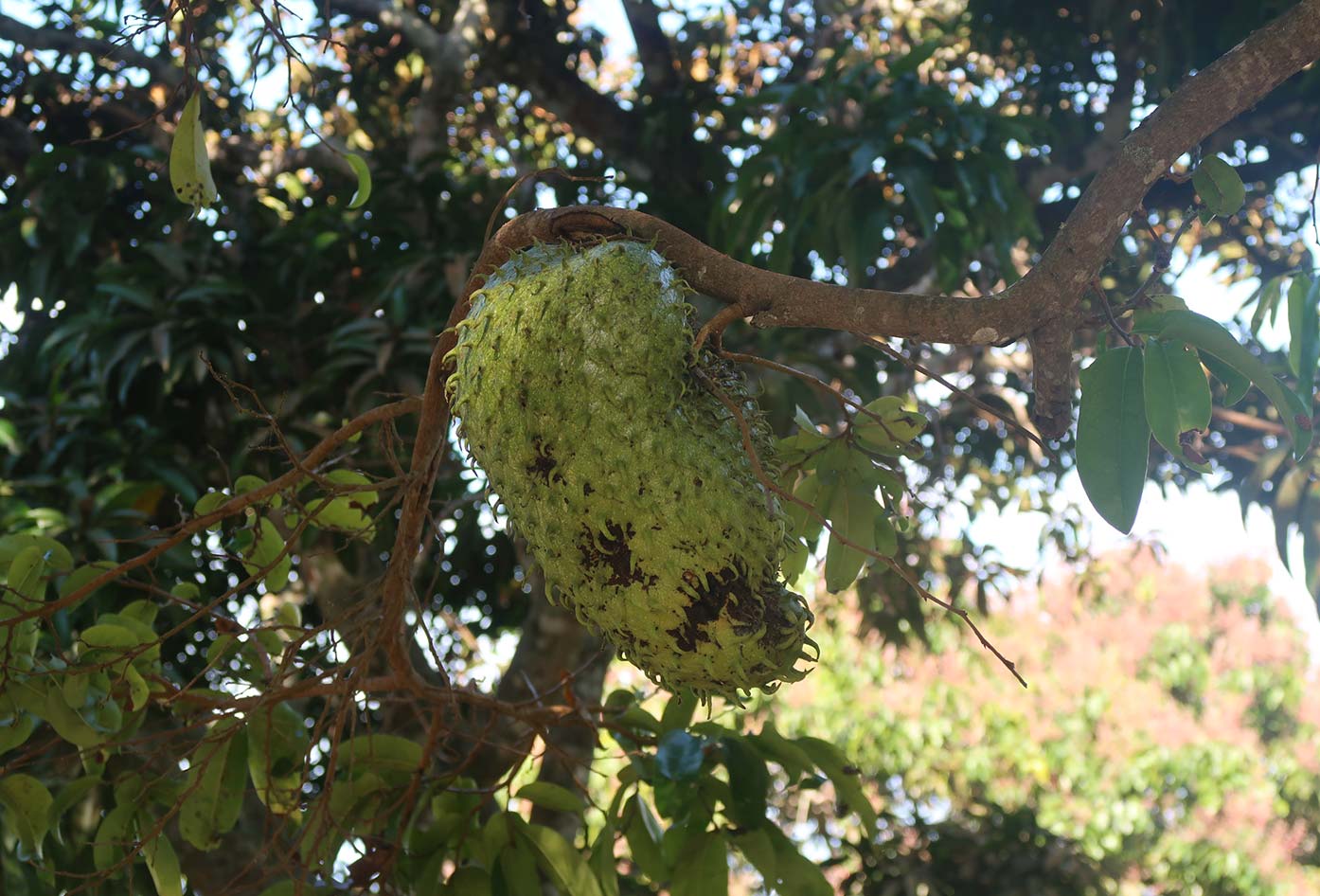 fruits of colombia soursop tree