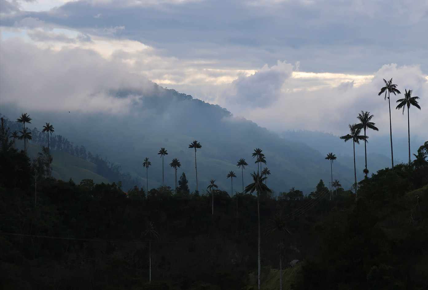 cocora valley colombia