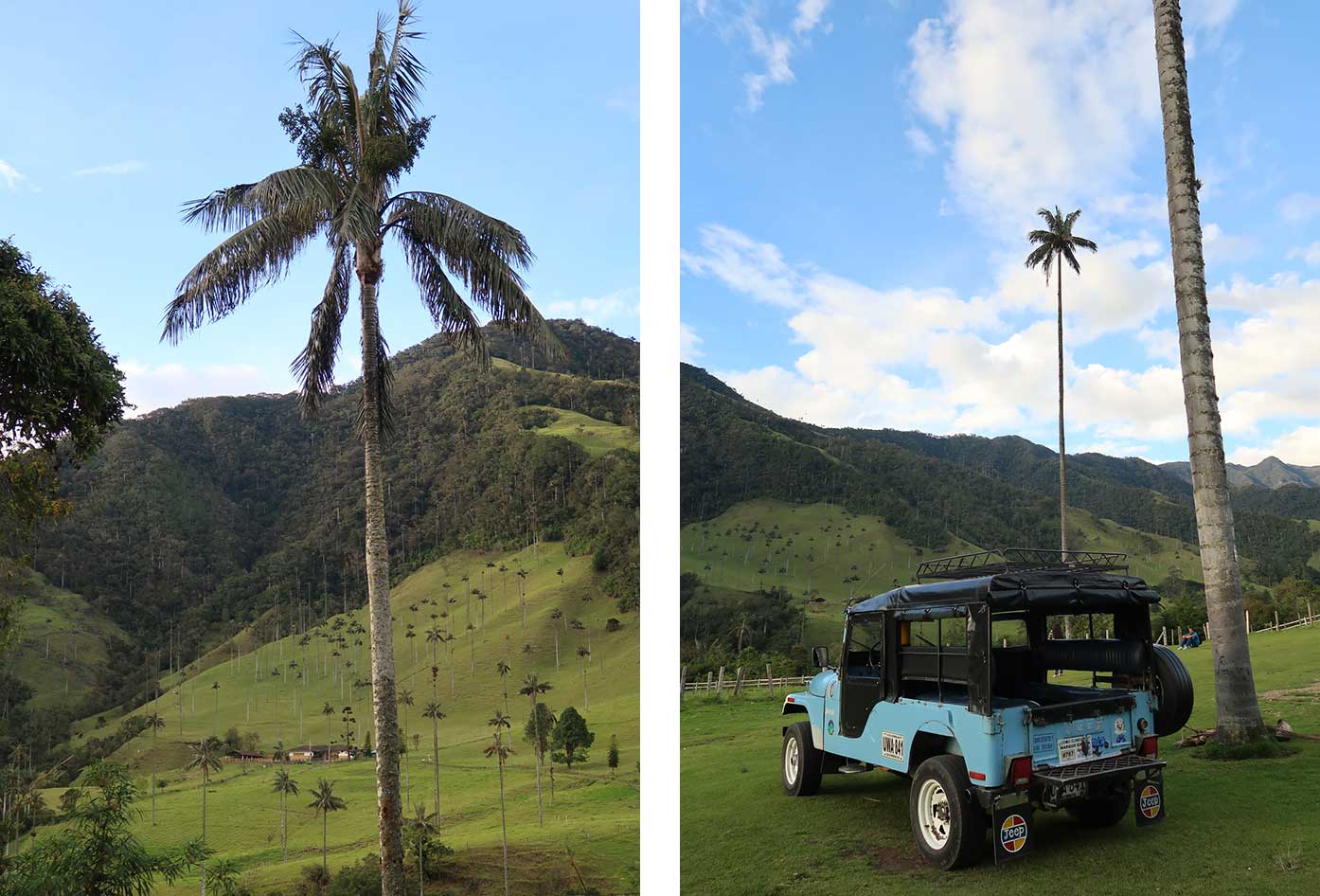 vallée de cocora colombie