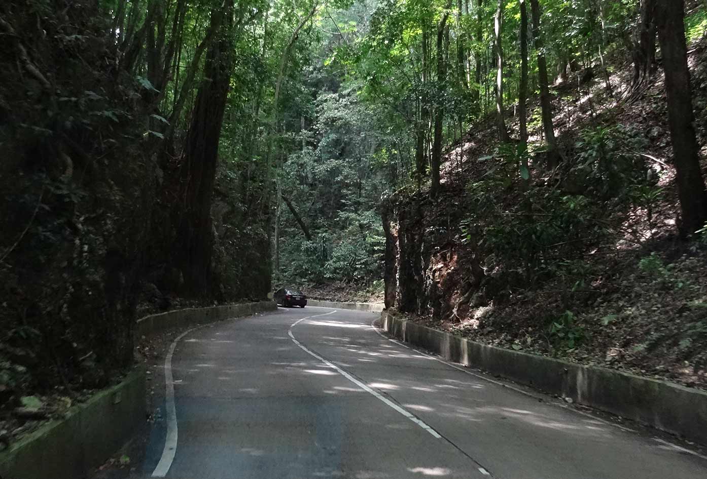 fern gully jamaica