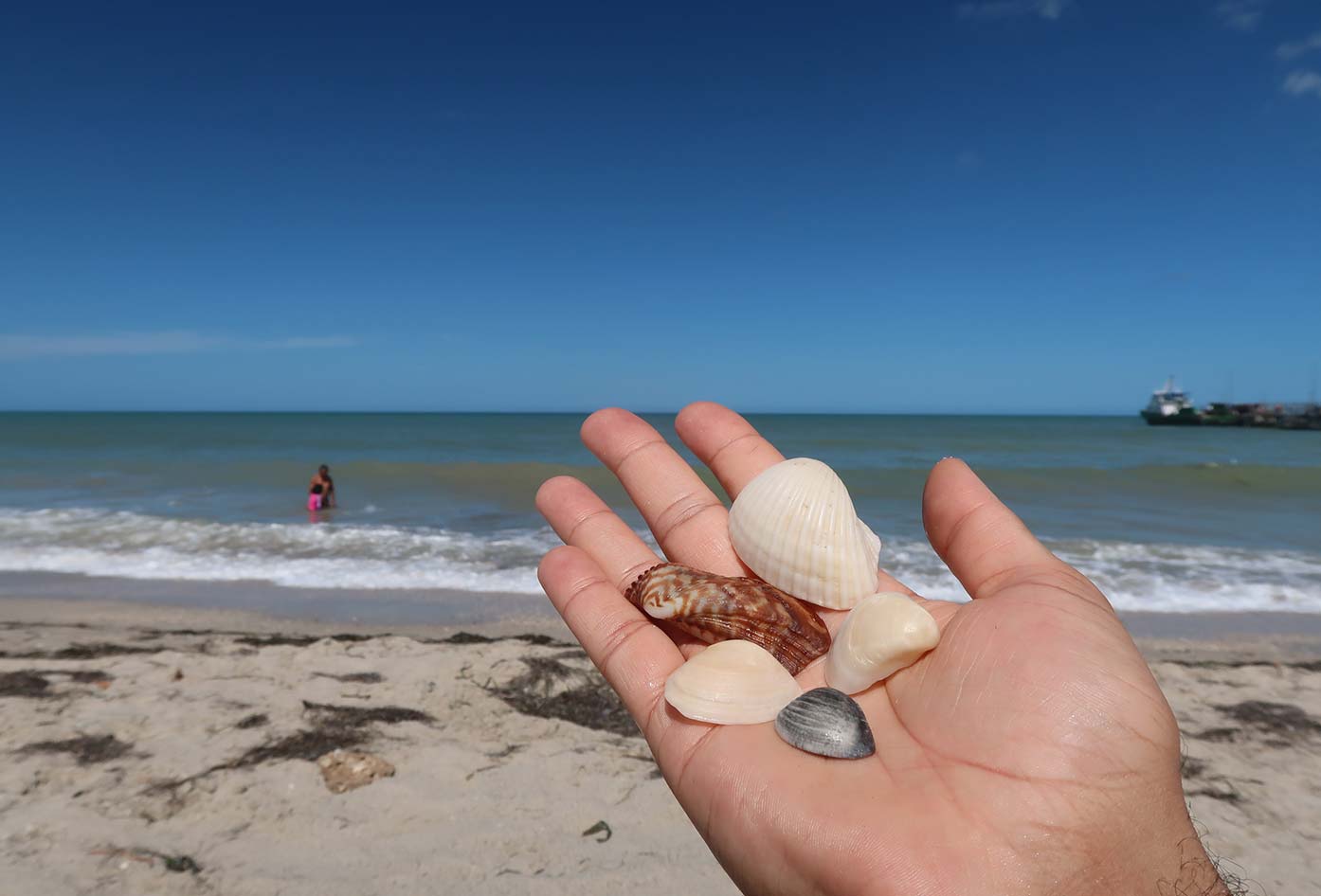 shells on the beach riohacha