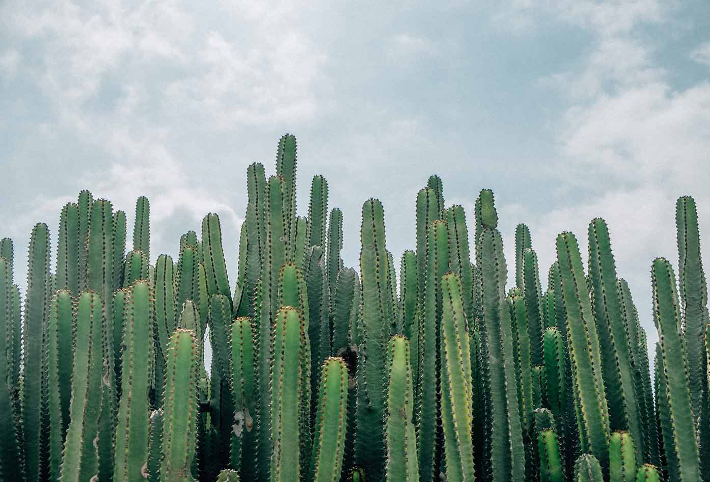 mexican desert