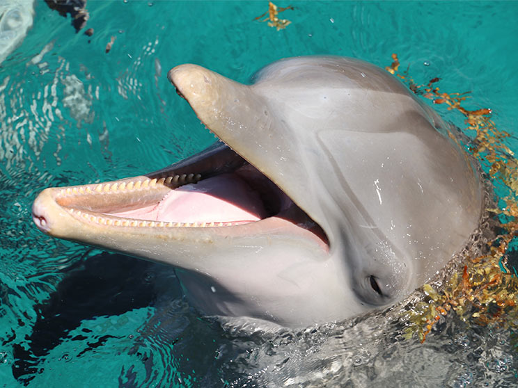 dolphin in cozumel