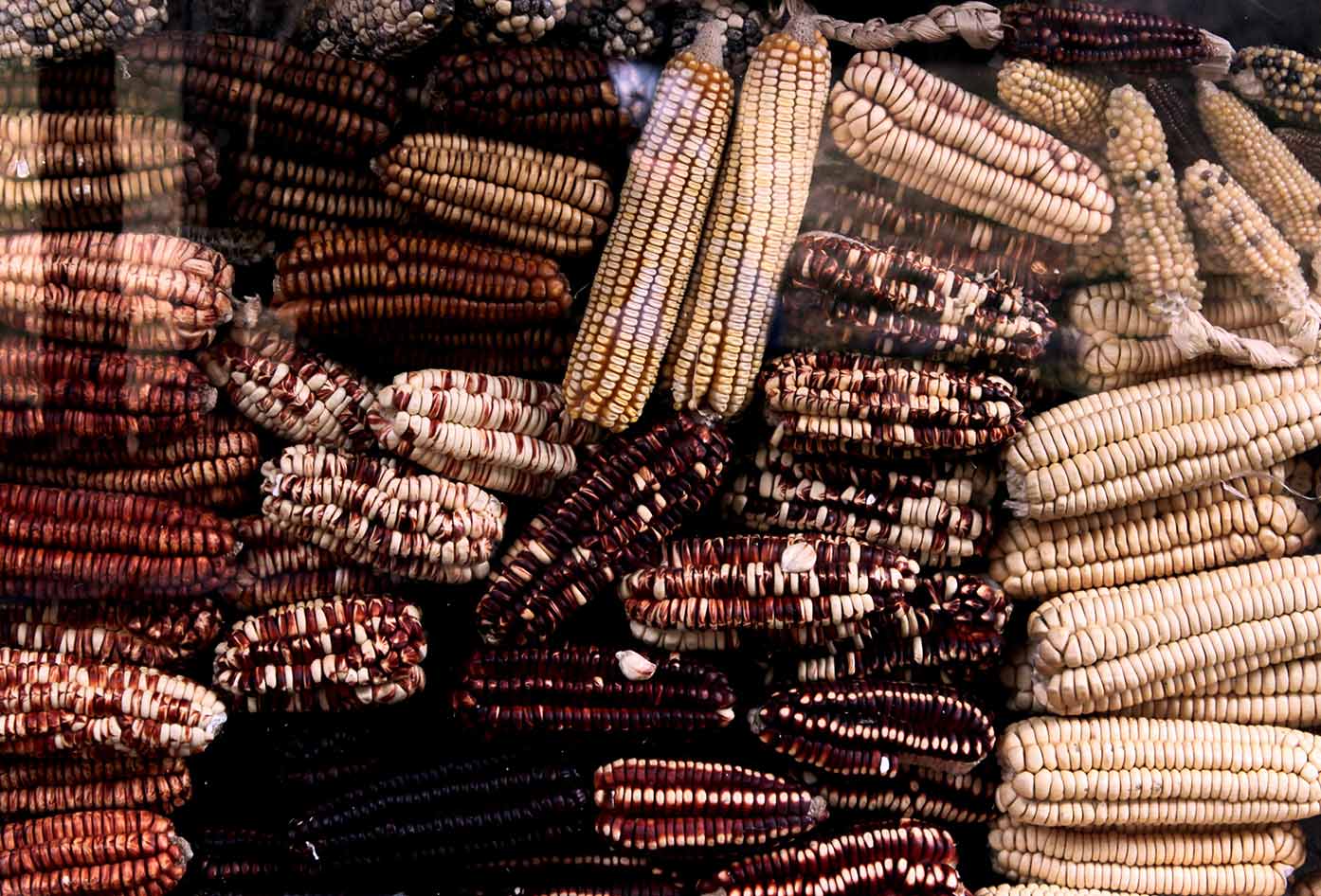 peruvian corn