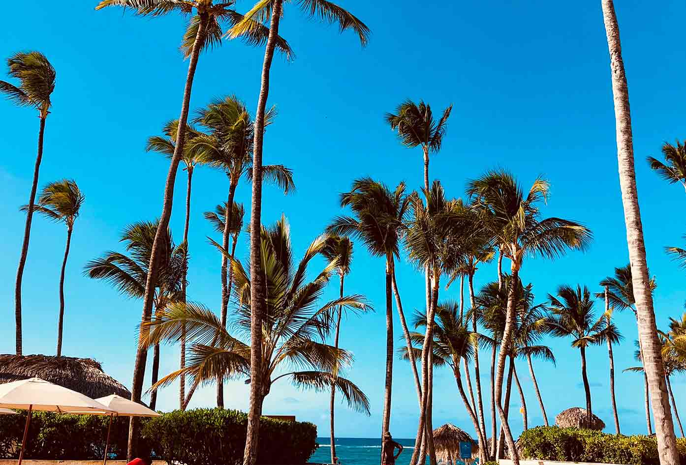 punta cana palm trees