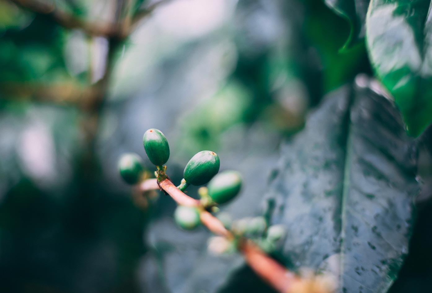 blue mountain coffee plant jamaica