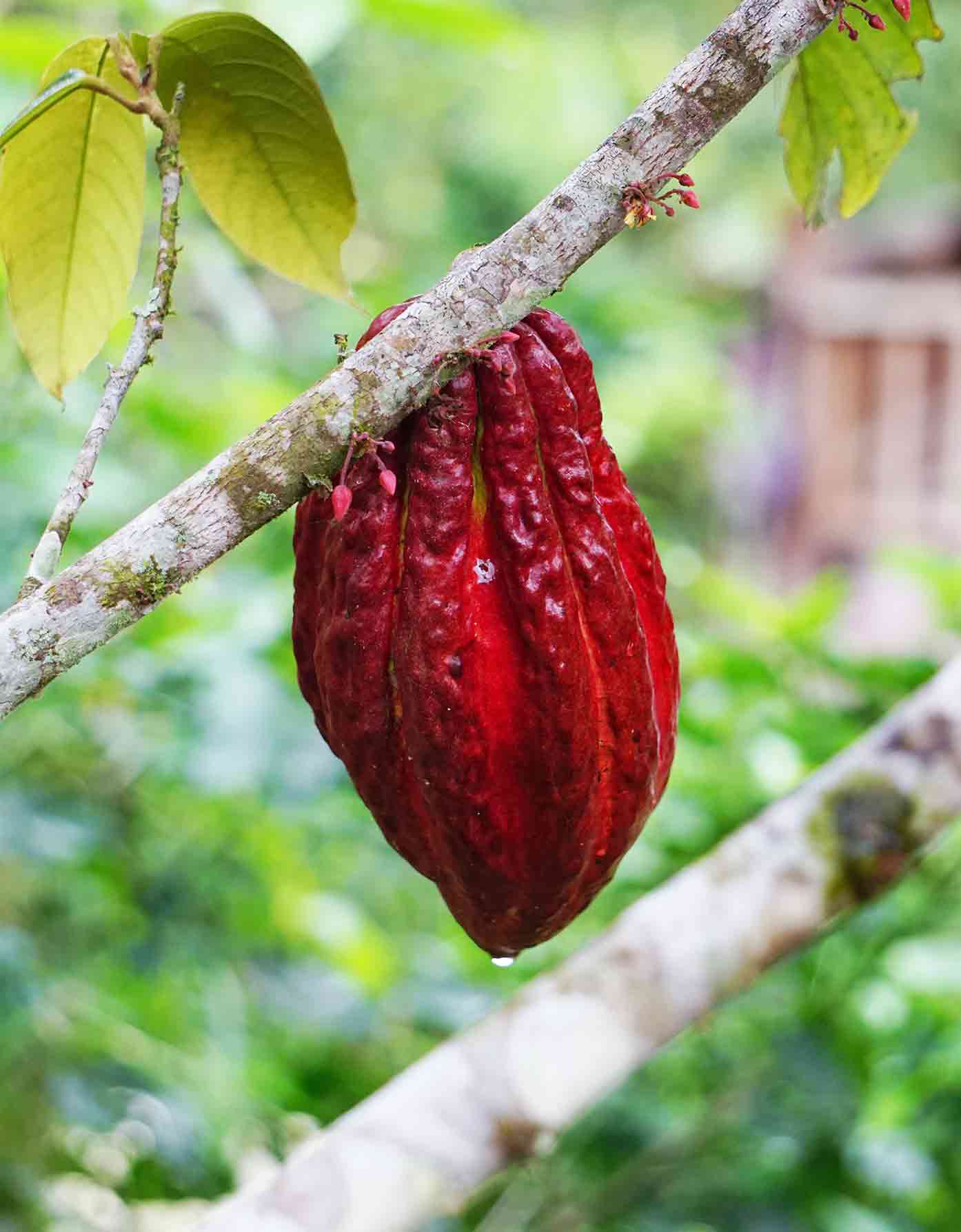 cacao ecuador