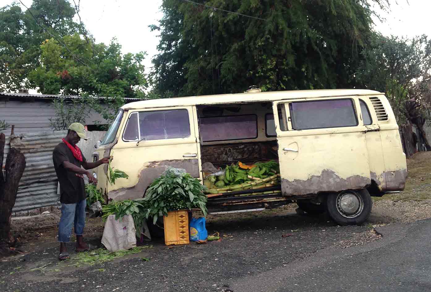 jamaica roadside herbs