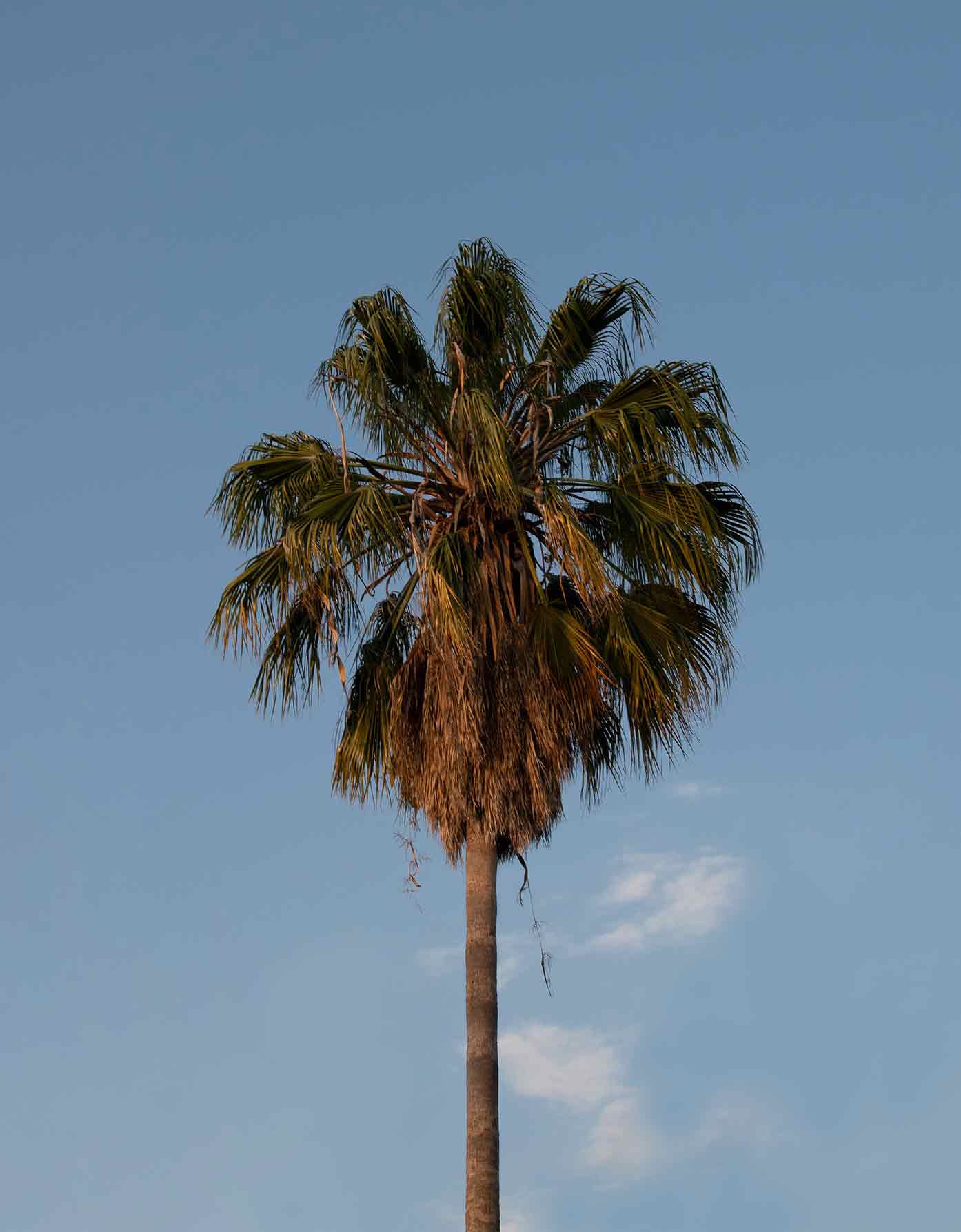 guadalajara mexico palm tree