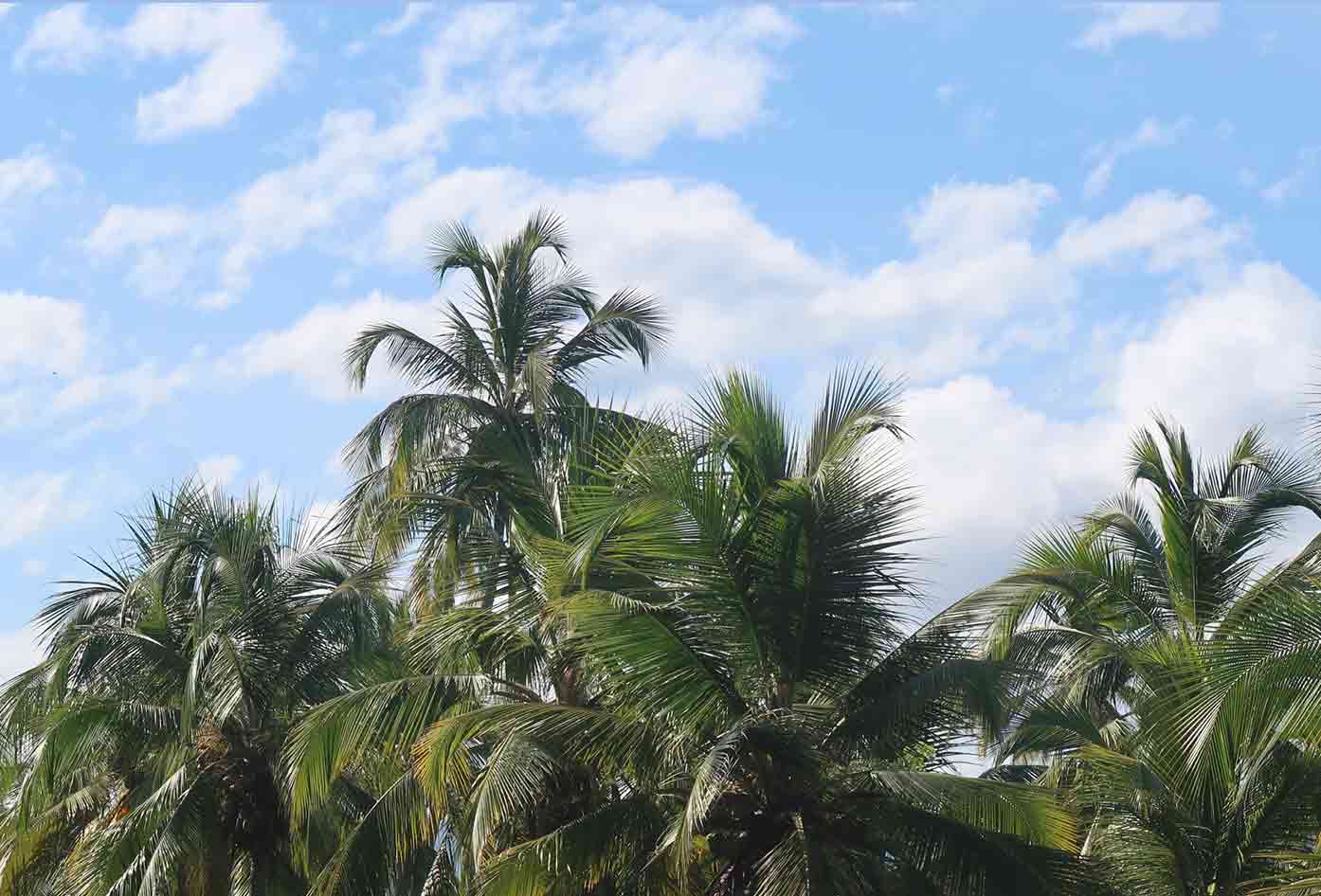 costeno beach palm trees