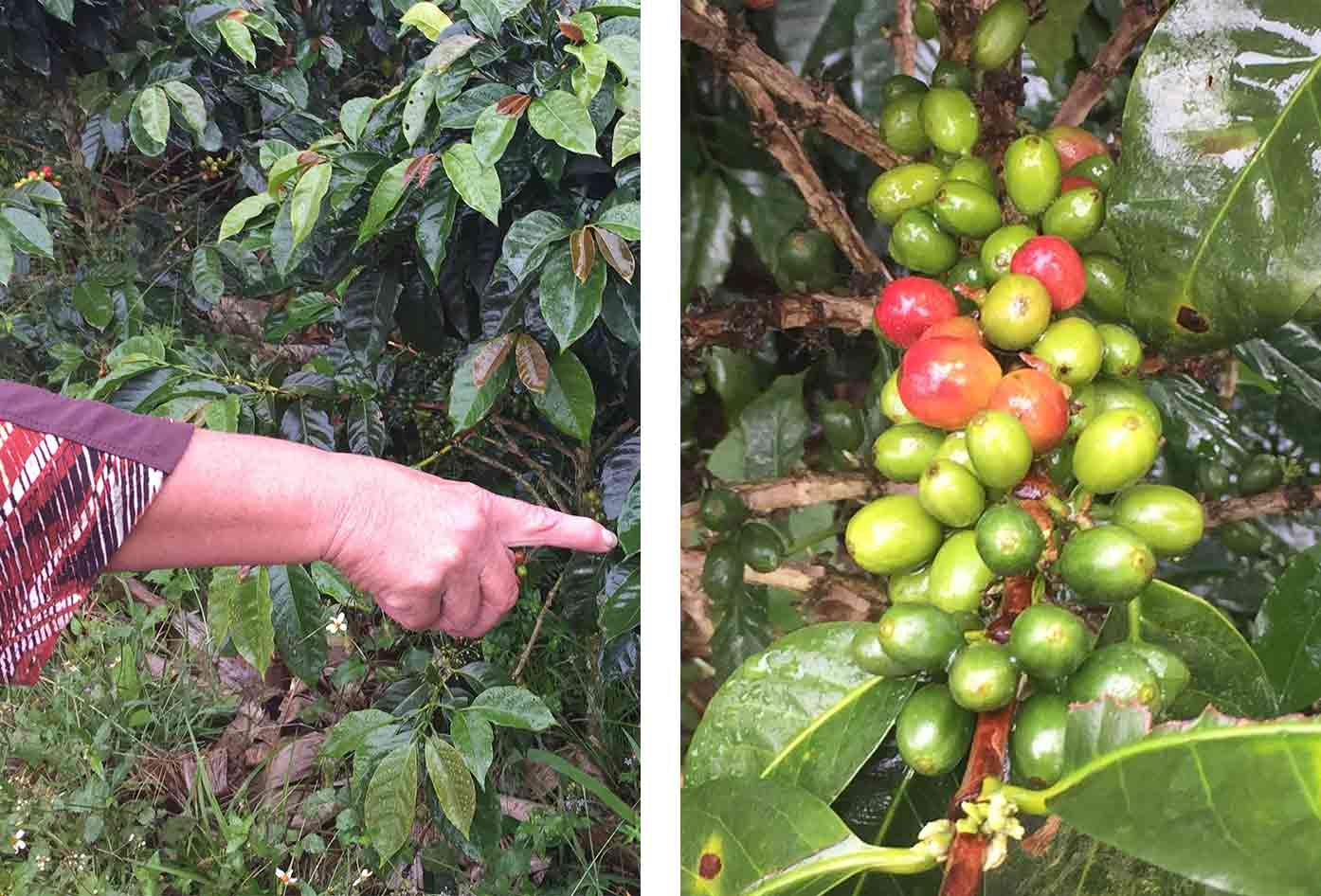 coffee tree colombia
