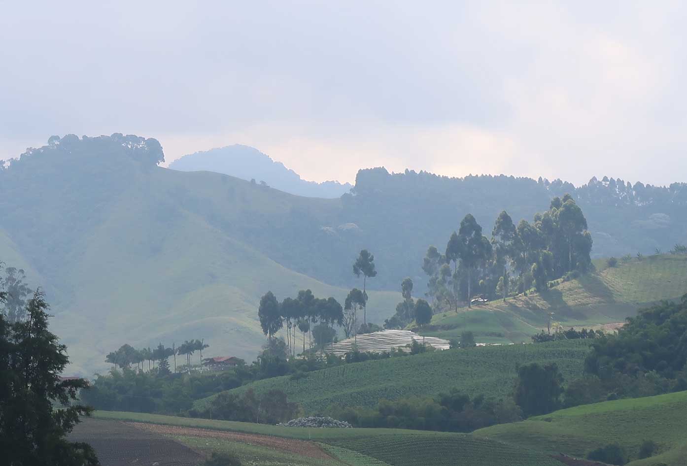 coffee region colombia