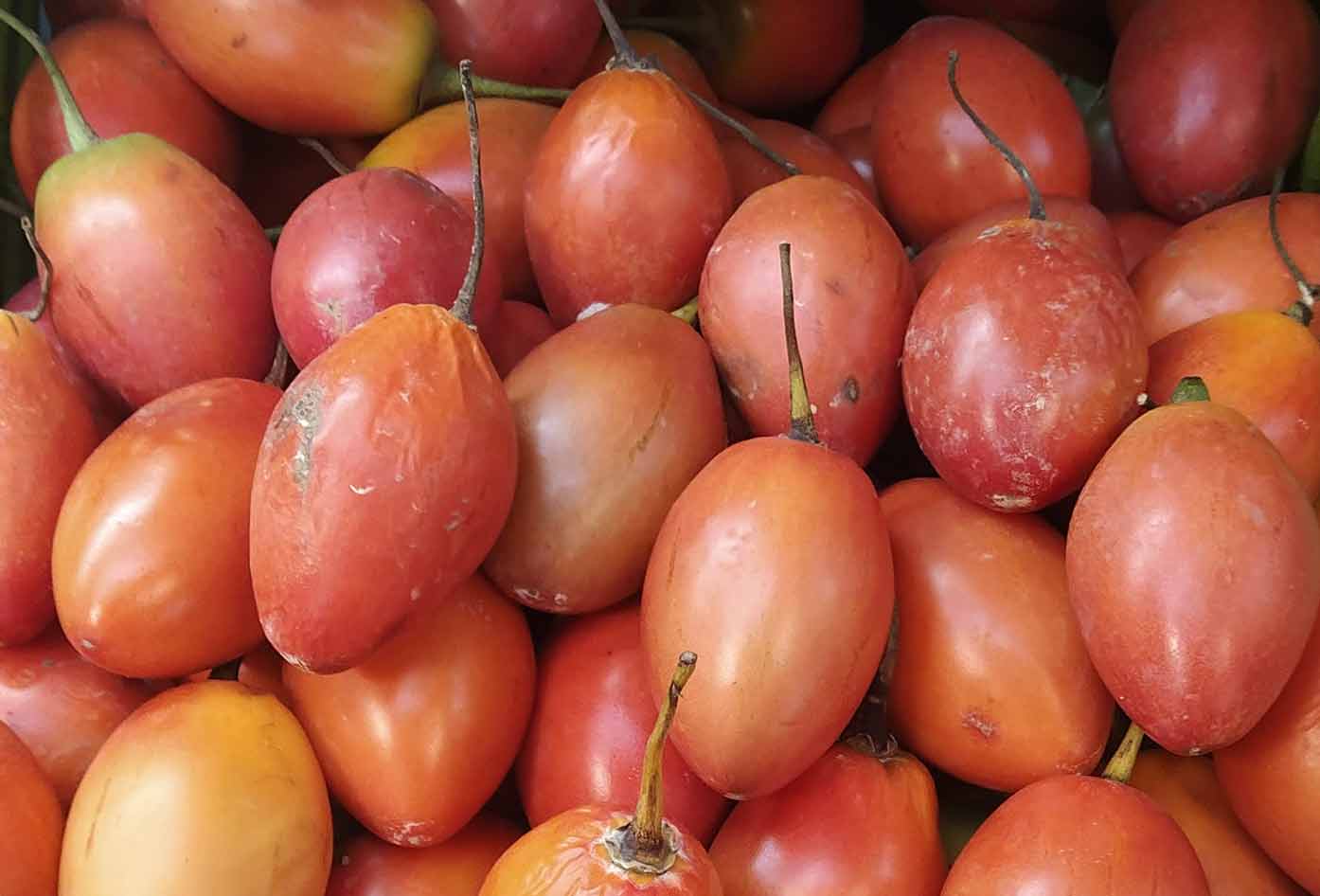 tomate del arbol colombia