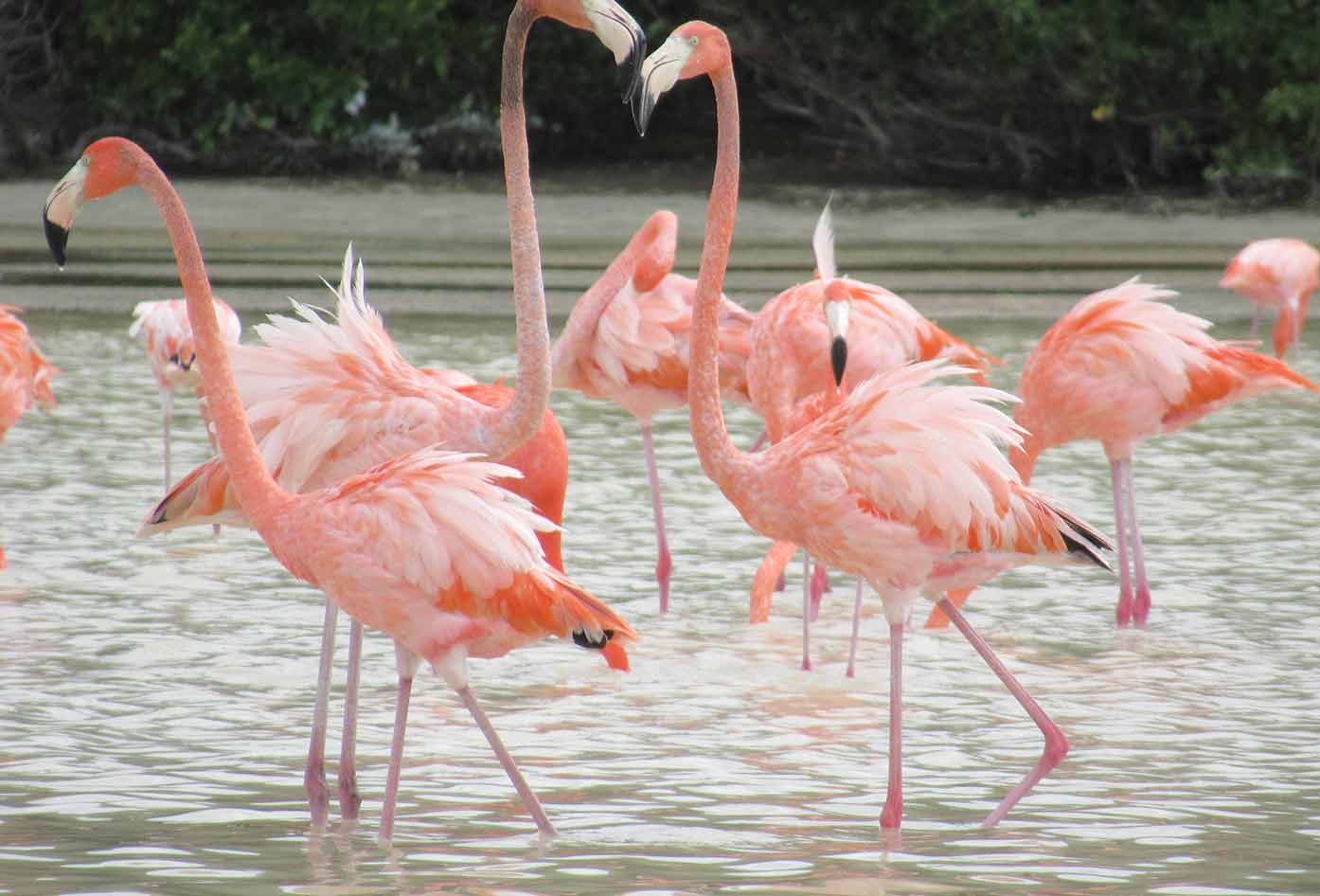 flamingo in celestun