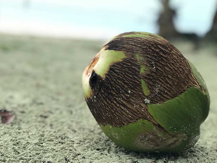 coconut san blas