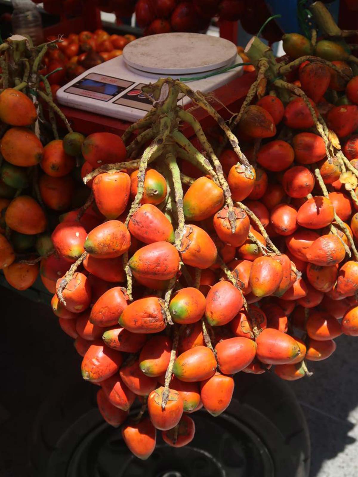 chontaduro fruit colombia