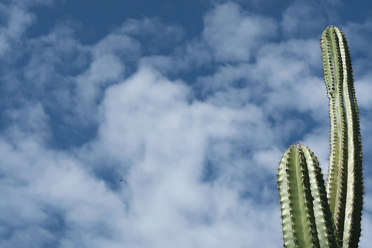 cactus in latin america